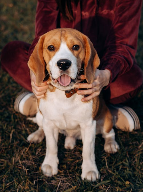 Guilt-Free Travel: Why Your Dog Will Love Staying Near Palm Desert