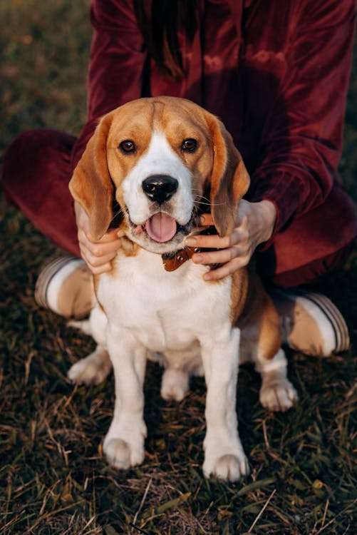 Guilt-Free Travel: Why Your Dog Will Love Staying Near Palm Desert