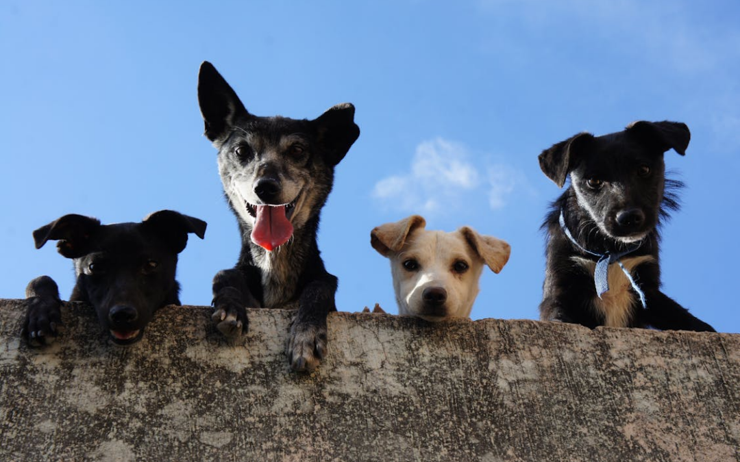 Routine, Familiar Faces & Tail Wags: How Dogs Feel at Home Here