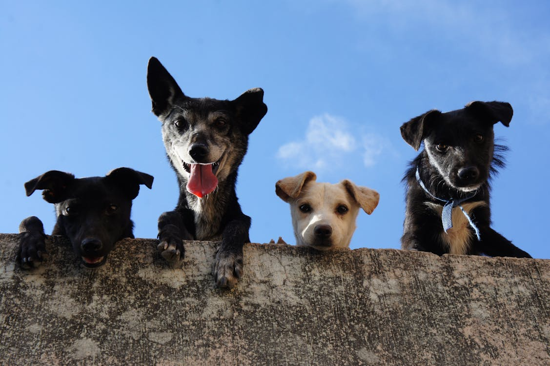Routine, Familiar Faces & Tail Wags: How Dogs Feel at Home Here
