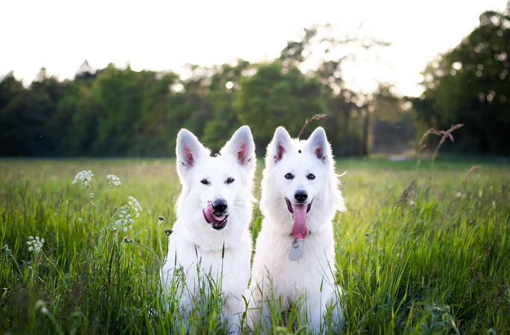 What Makes The Grand Paw Different? A First-Timer’s Guide