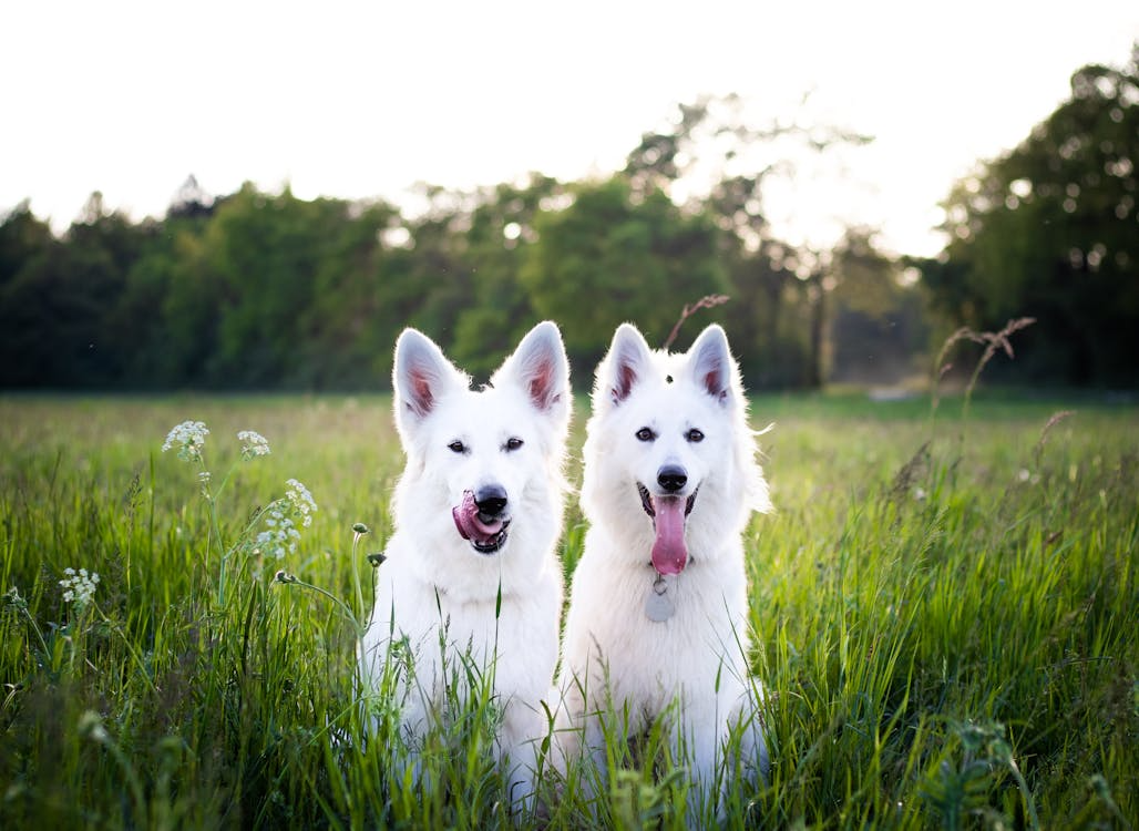 What Makes The Grand Paw Different? A First-Timer’s Guide