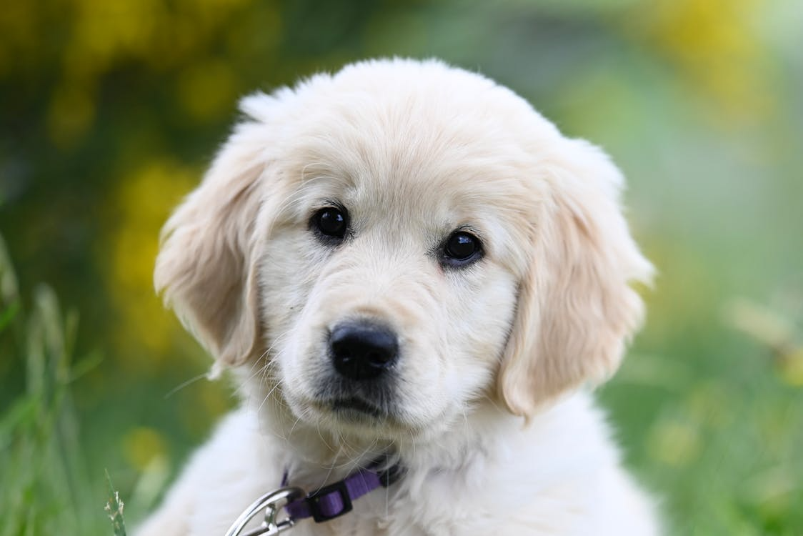 a golden retriever puppy