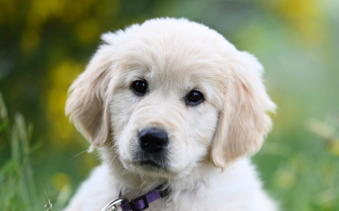 5 Signs Your Dog is Ready for Daycare