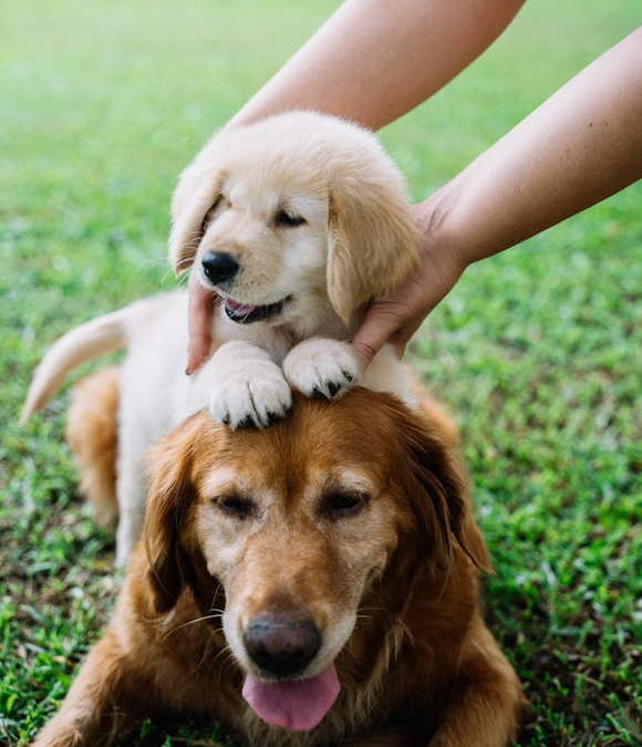Why Enrichment Toys Are More Than Just Fun