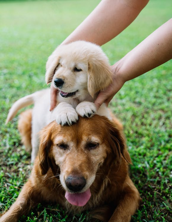 Why Enrichment Toys Are More Than Just Fun