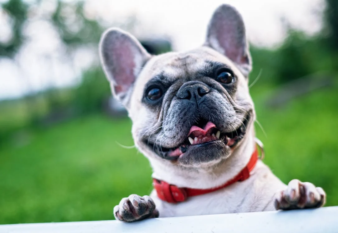 a happy puppy 