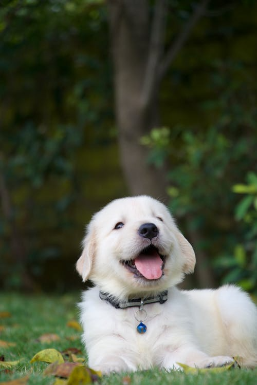 a white puppy