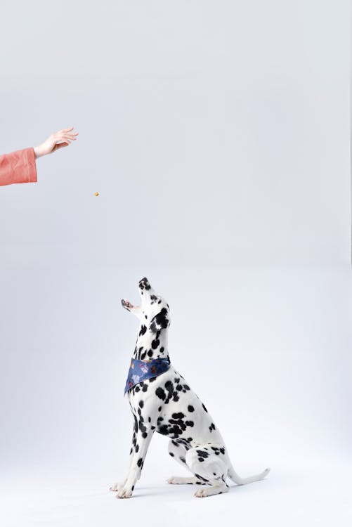 a black and white dog getting trained