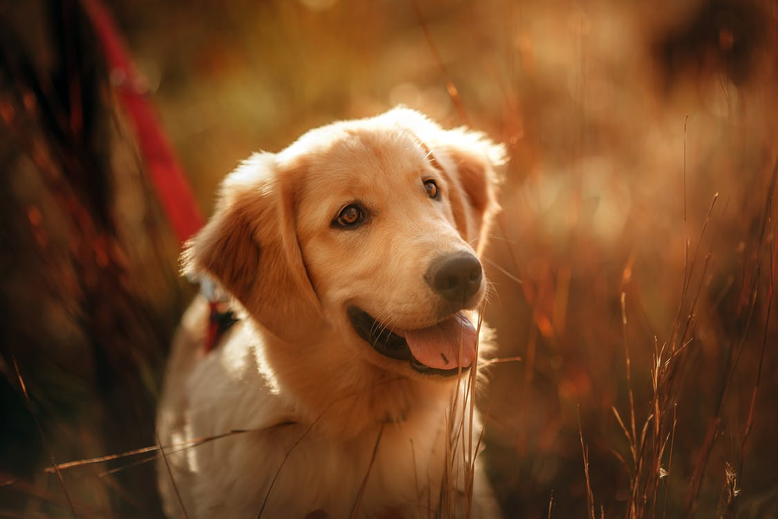 a happy golden retriever 