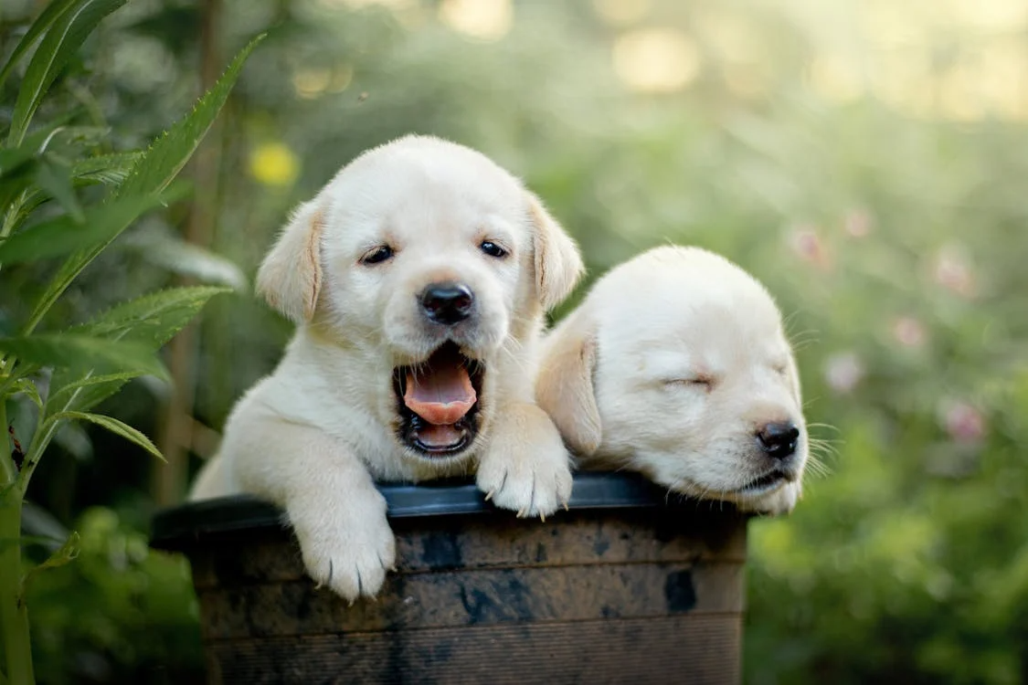 a Labrador puppy yawning 