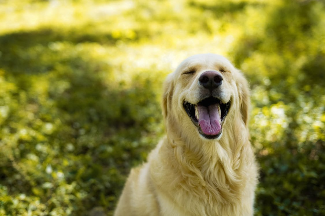 a cheerful golden retriever