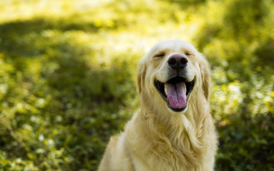 The Top 3 Reasons to Choose The Grand Paw Over Standard Kennels