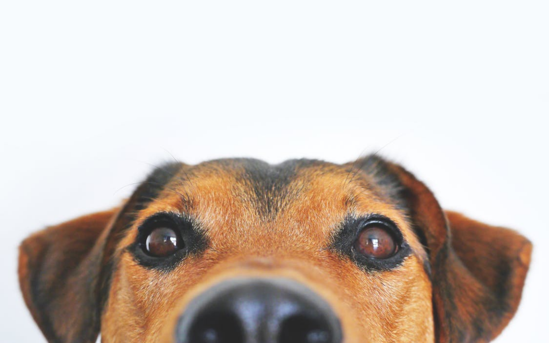 Post-Grooming Care Tips for Dogs