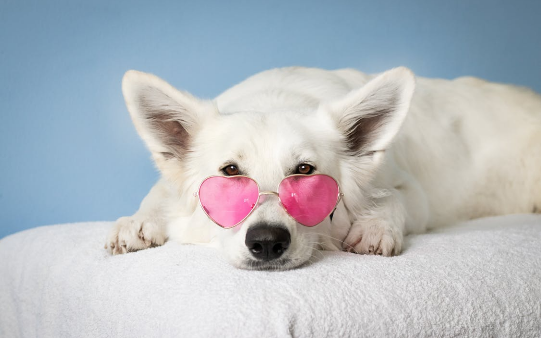 Meet the Playgroups: How We Match Dogs for Fun and Safety