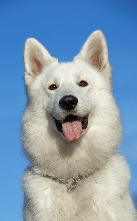 a cheerful white dog