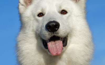 Keeping Your Pet Stress-Free While You Travel