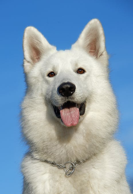 Keeping Your Pet Stress-Free While You Travel