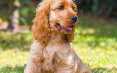 How Pools Keep Dogs Healthy and Happy Year-Round