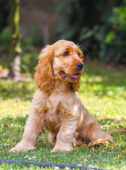 How Pools Keep Dogs Healthy and Happy Year-Round