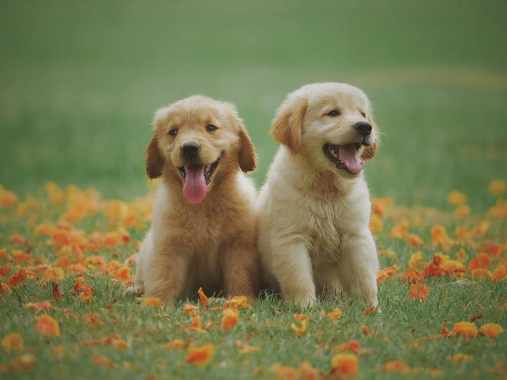 2 small puppies in a garden