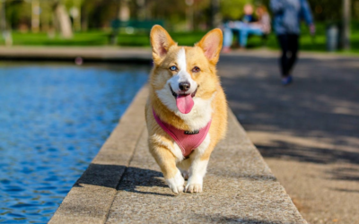 Why Dogs Relax Better with Routine