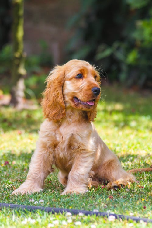How Pools Keep Dogs Healthy and Happy Year-Round