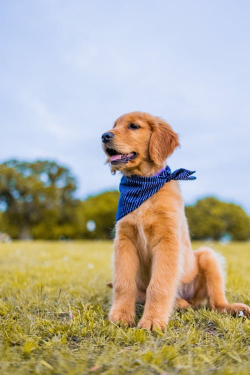 a puppy with a blue scarf around him
