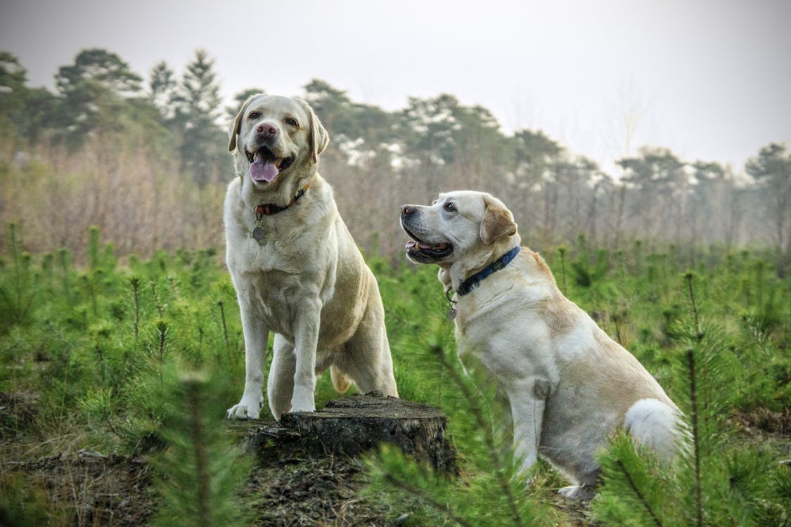 2 dogs in a grassy area