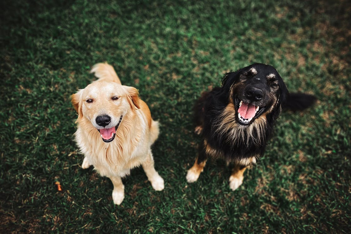 2 smiling dogs looking up