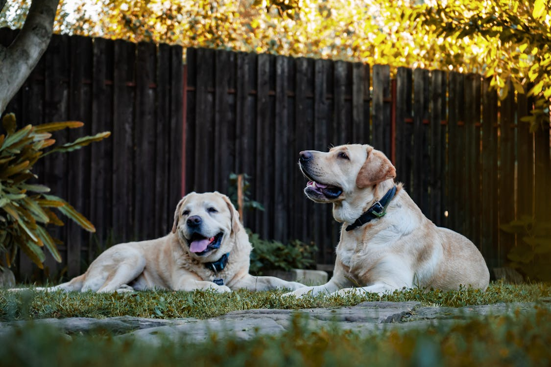 2 dogs sitting together