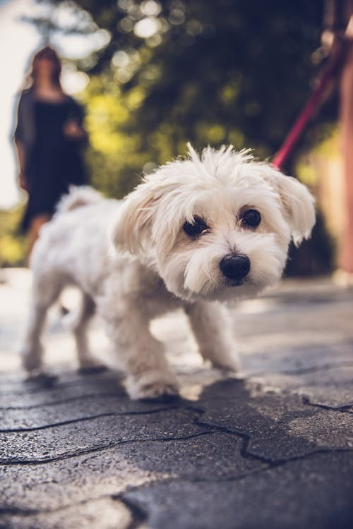 a small white puppy on a walk
