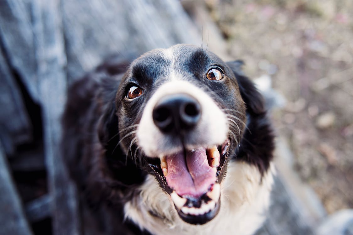 a black and white collie