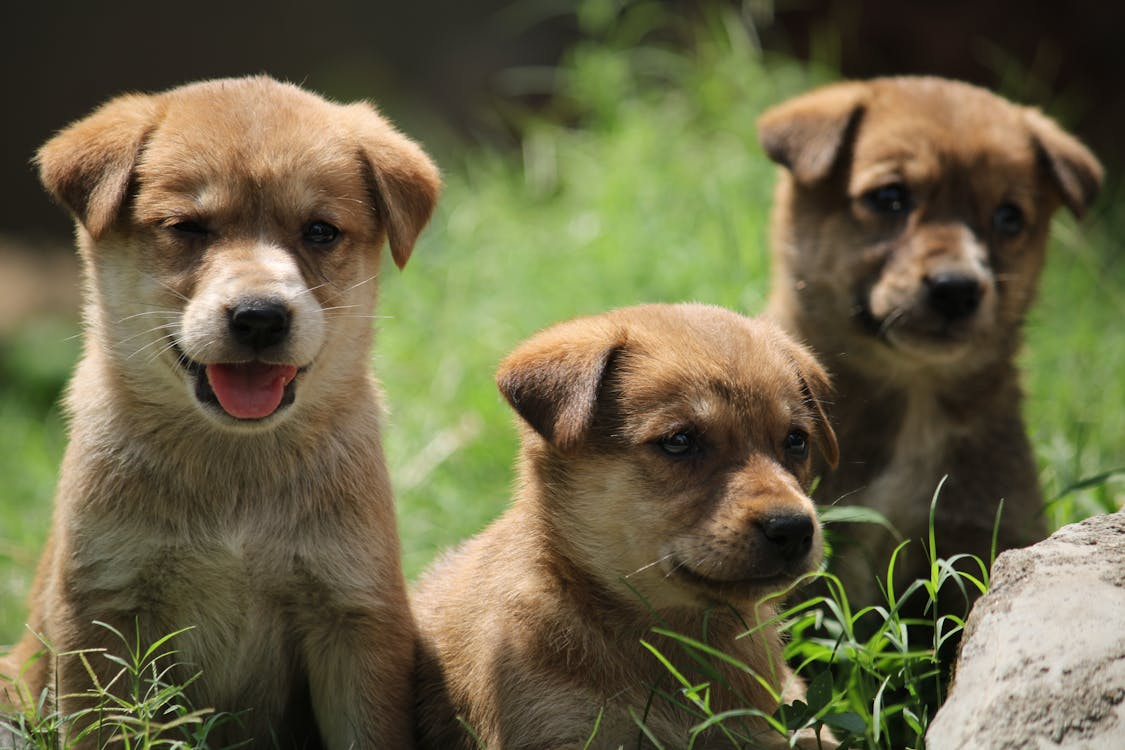3 puppies on grass