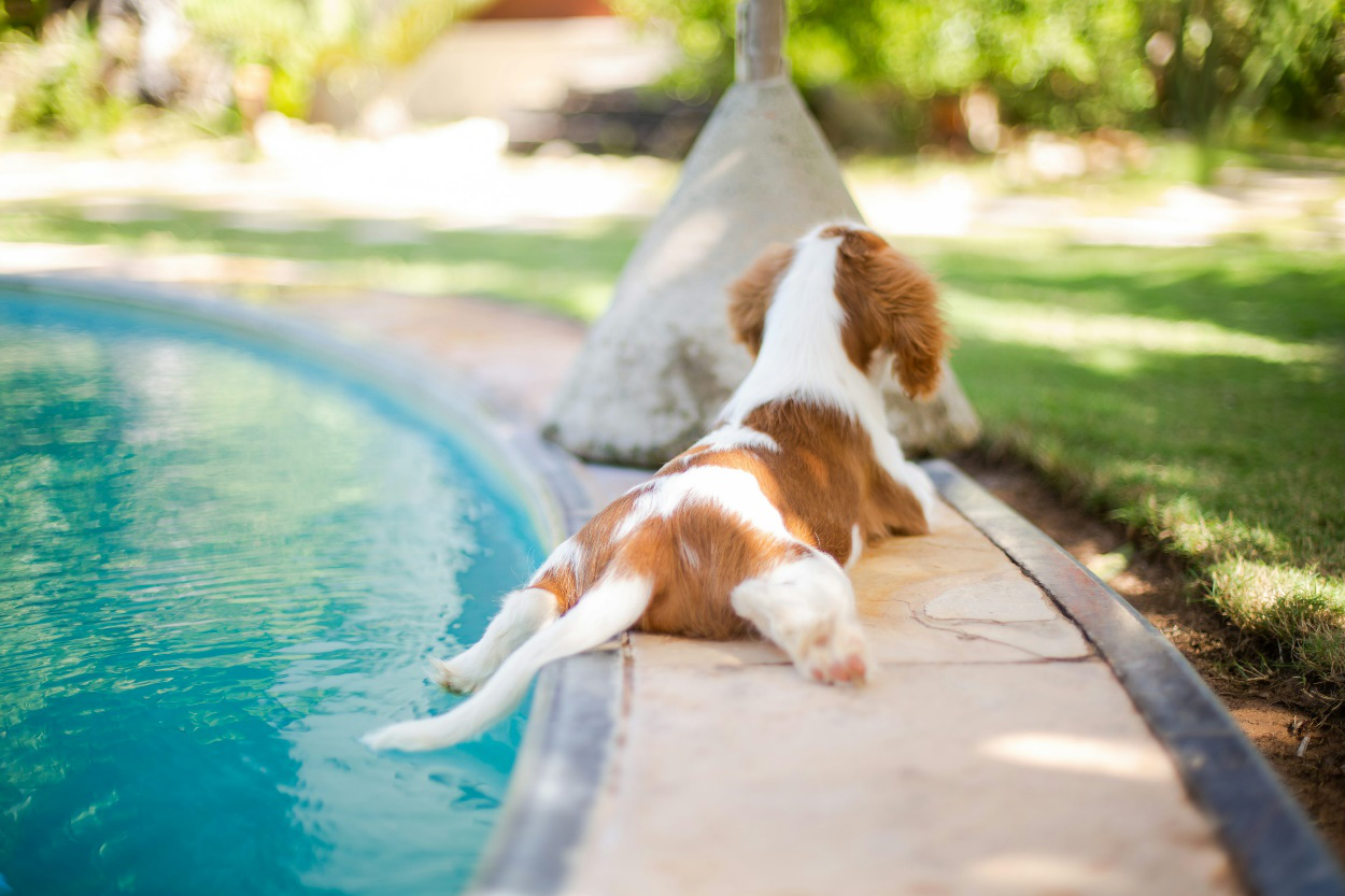 A puppy dog sitting beside a pool.
