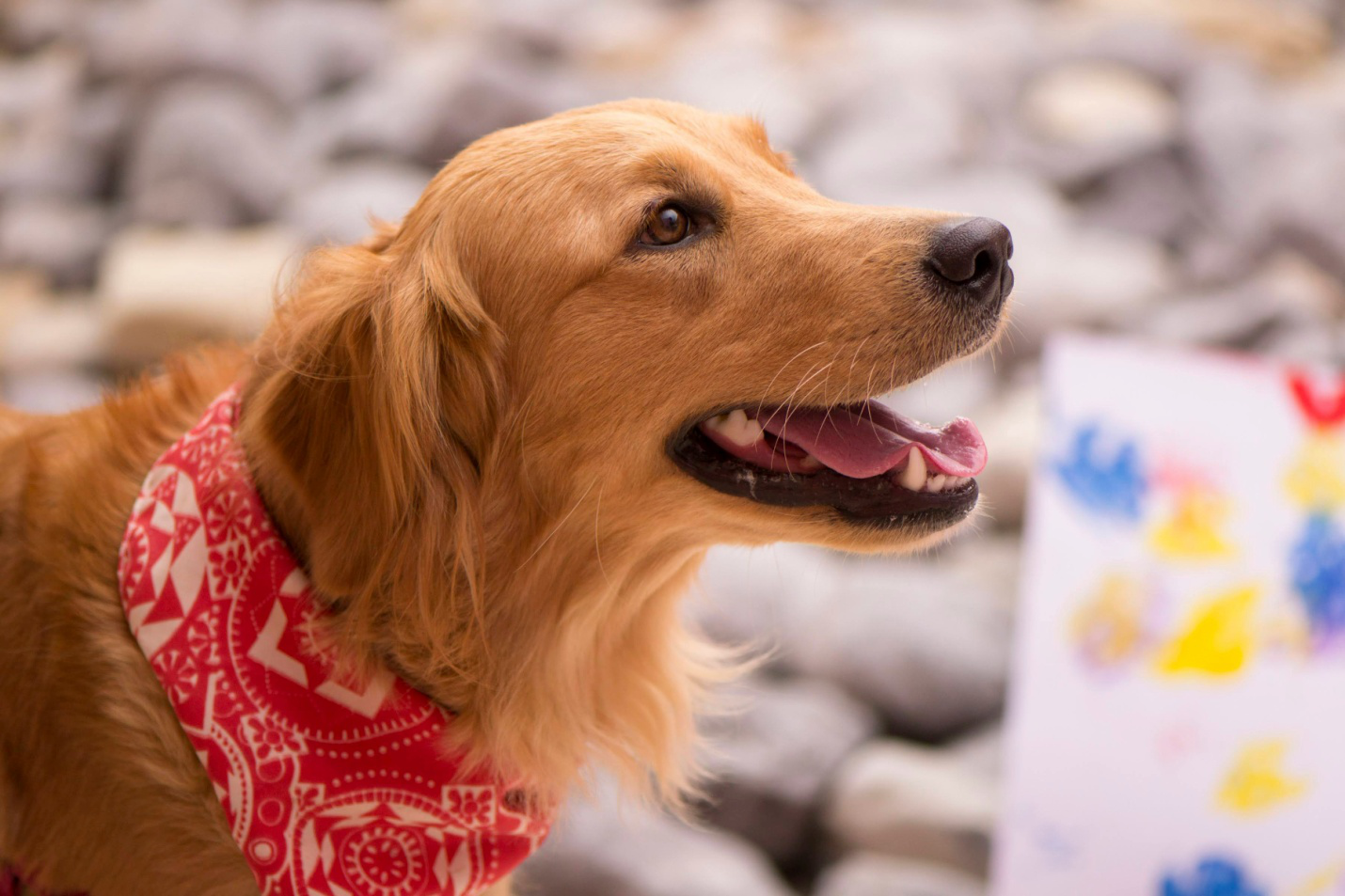 a golden retriever with a red band around its neck
