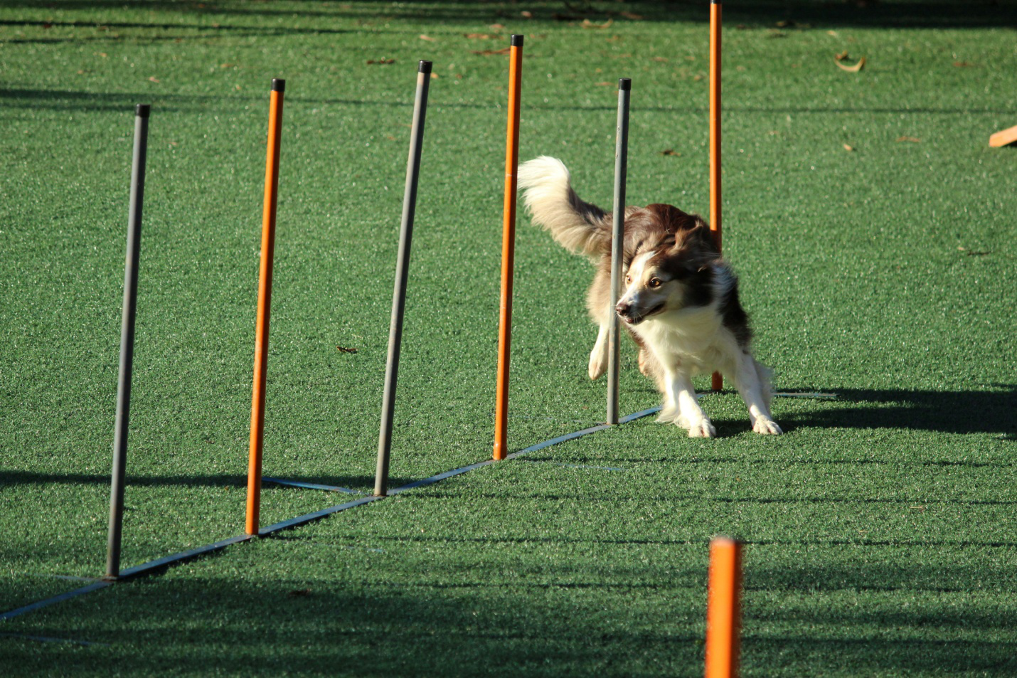 a dog playing outdoors at a daycare