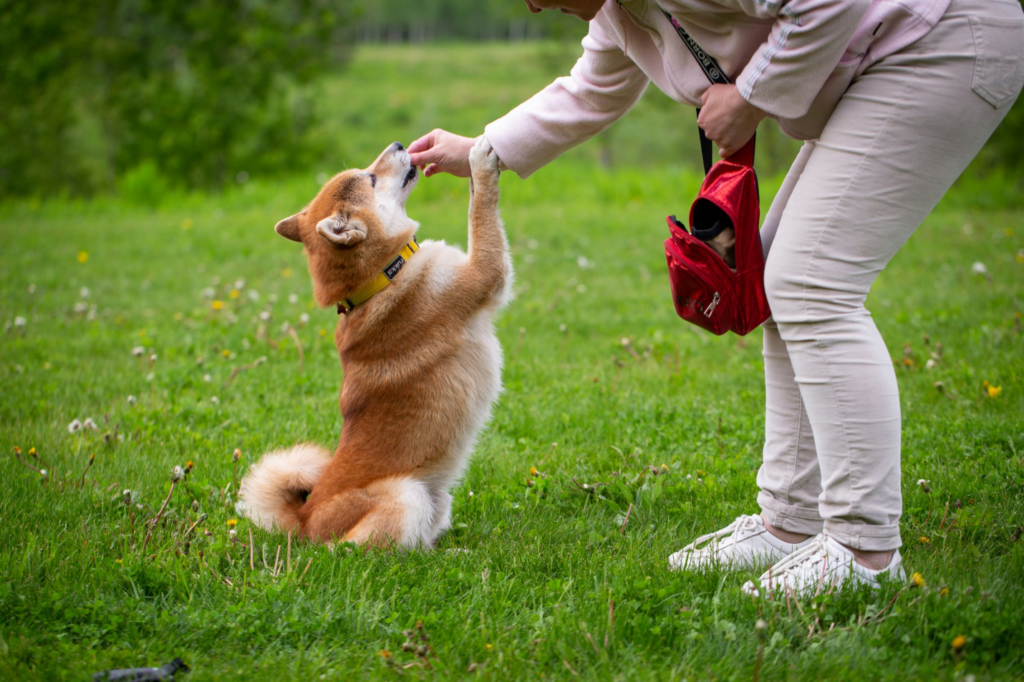 a dog receiving a treat from pet-care staff