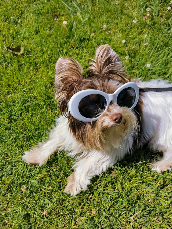 A dog sunbathing wearing sunglasses
