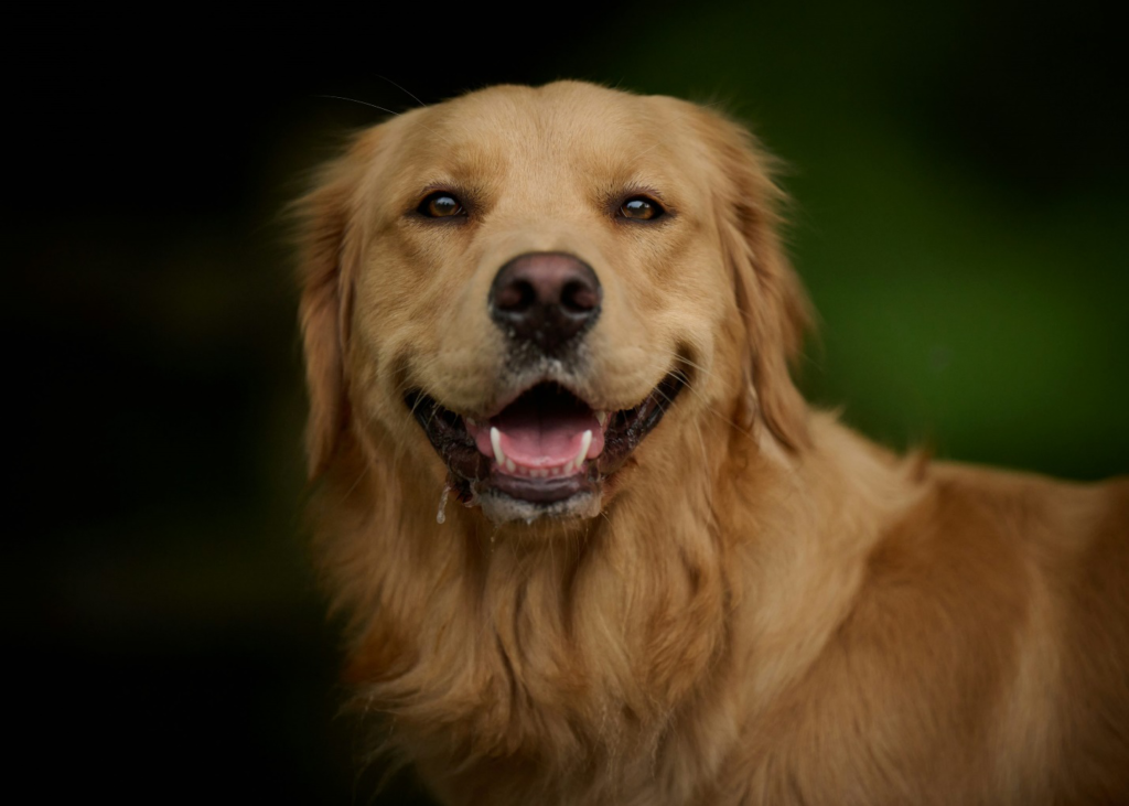 A large breed dog smiling at the camera.