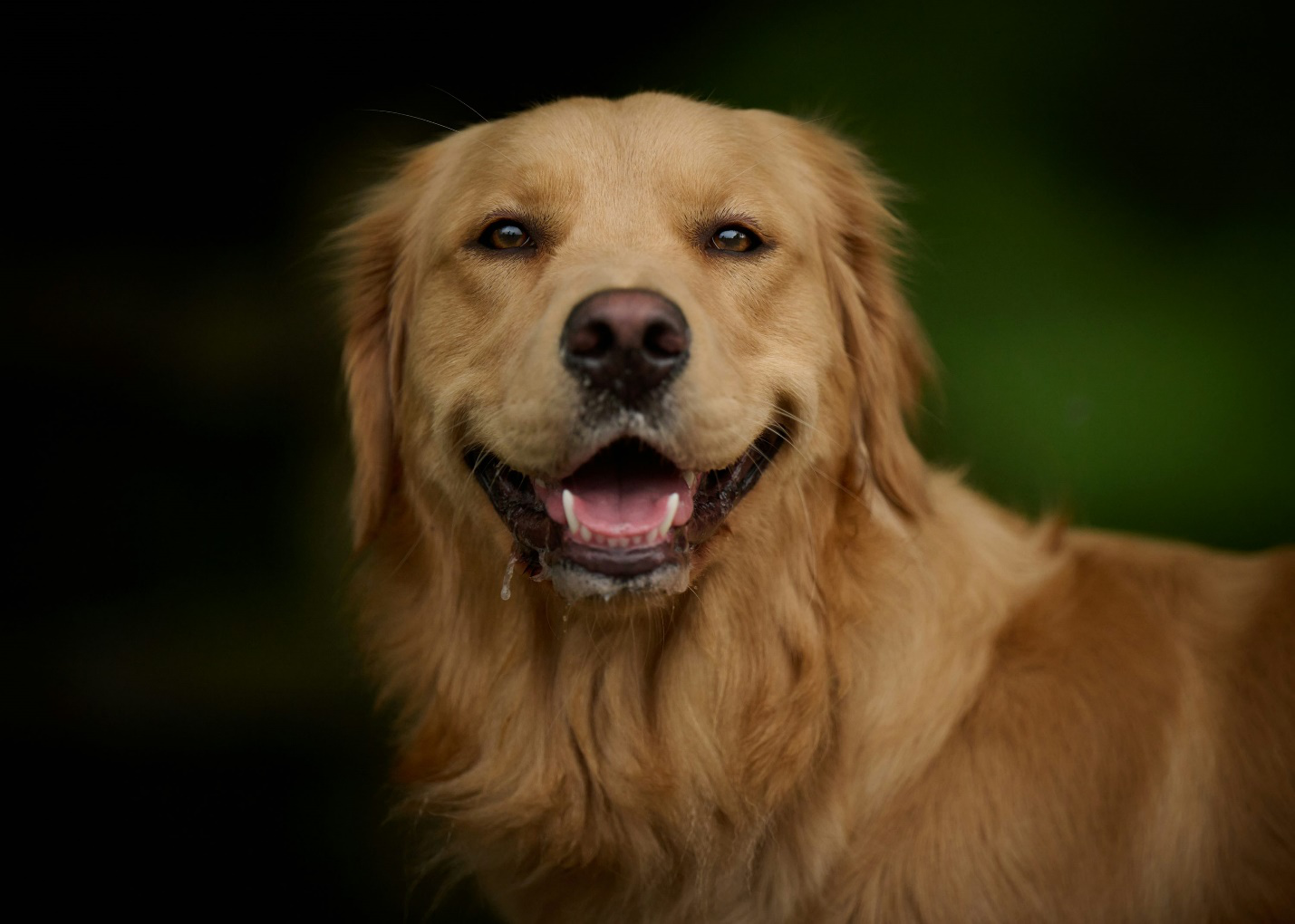 A large breed dog smiling at the camera.