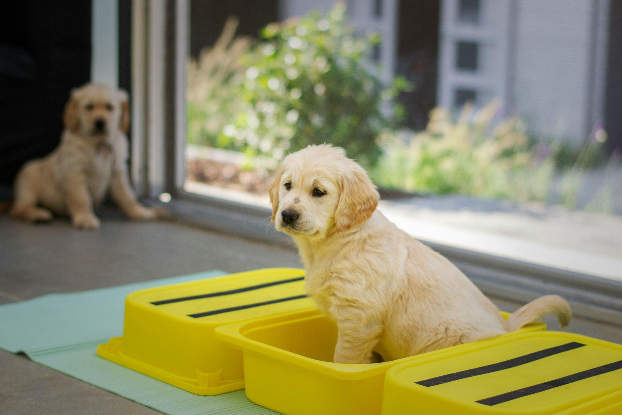 a puppy sitting in a yellow plastic container
