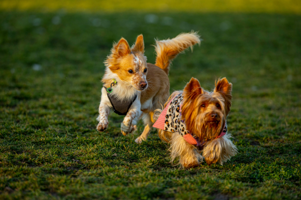 two puppies running on a grassy field