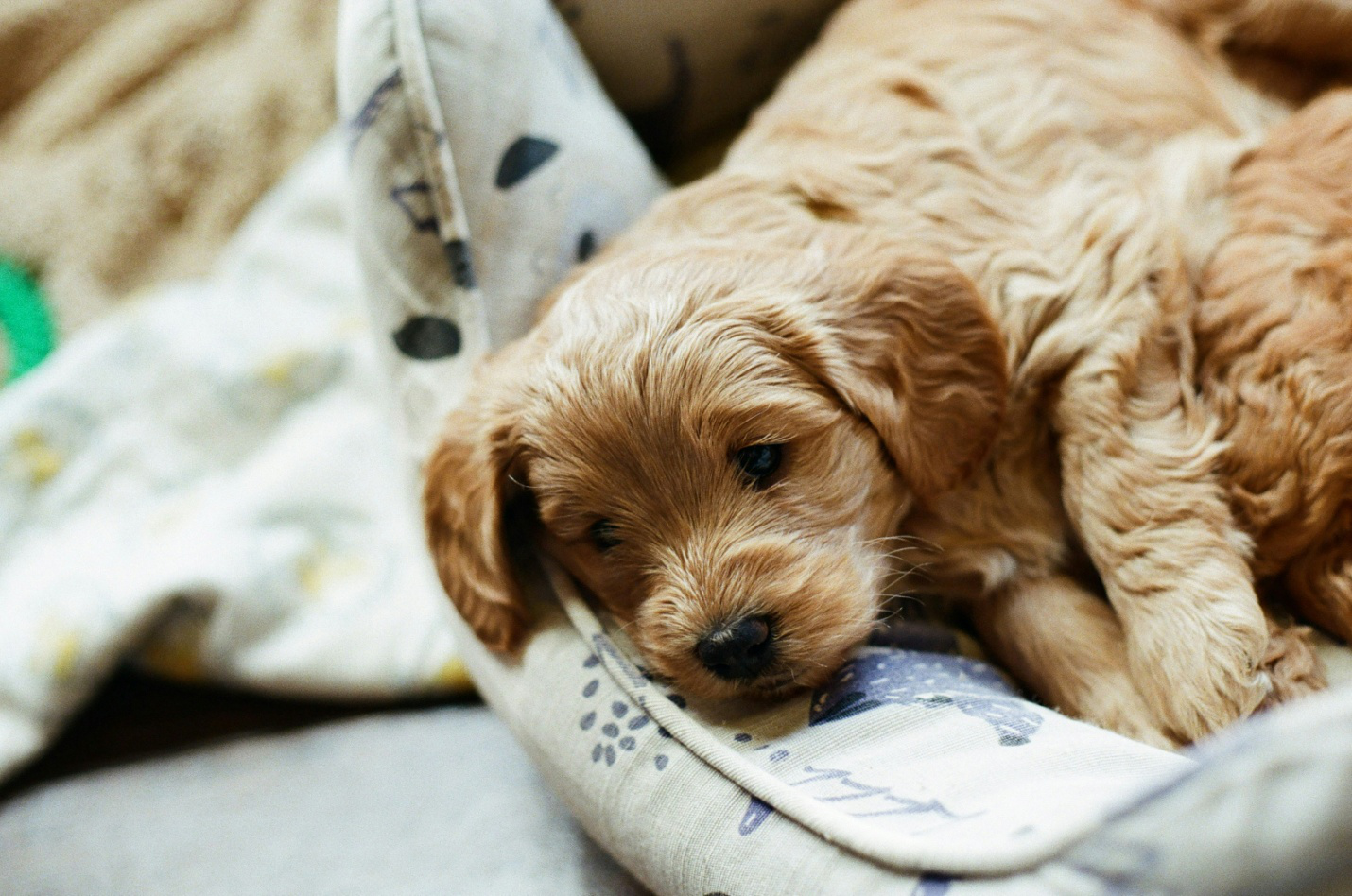 a dog lying down on a cushioned surface