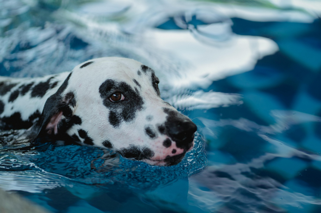 a dog swimming in a pool