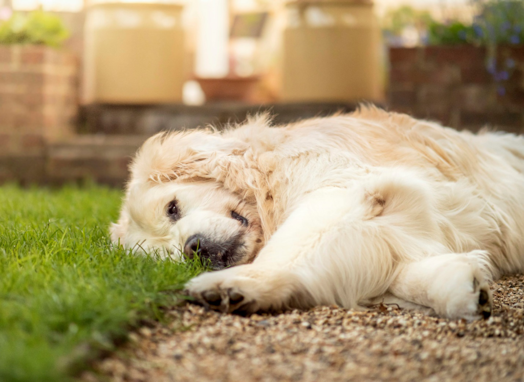 A cute dog laying on the ground.