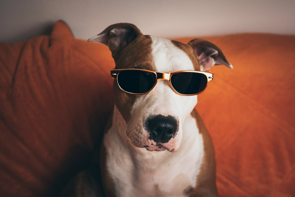 A dog in sunglasses