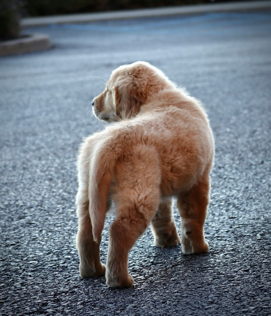 A small puppy walking away.