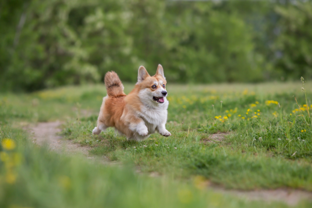 a happy Corgi running across a grass field