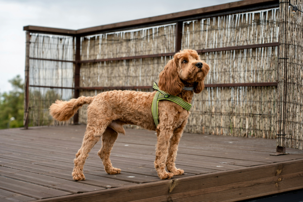a brown Dog standing on a wooden deck